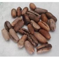 ราคา 10 เมล็ด เมล็ดพันธุ์ อินทผาลัม Date palm จากต้นเพาะเนื้อเยื้อ สายพันธุ์ บาฮี แดง (4246256053)