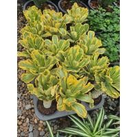 ราคา ต้นพญานาคราช ทองคำ ในกระถาง4นิ้ว (7918984793)