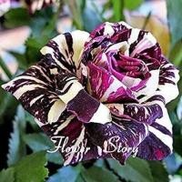 ราคา 30 เมล็ด เมล็ดพันธุ์ กุหลาบ สตาร์แอนด์สไตร้พส์ Tiger Striped Rose Seeds สี ขาว ม่วง ดอกใหญ่ นำเข้าจากต่างประเทศ พร้อมคู่มือ เมล็ดสด ใหม่ (9107858619)