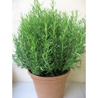 ราคา ต้นโรสแมรี่ สมุนไพรฝรั่ง Rosemary Rosmarinus officinalis ลำต้นสูง 30ซม ขึ้นไป จัดส่งพร้อมกระถาง 6 นิ้ว (20977532673)