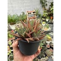 ราคา ม้าเวียนHaworthia limifolia (21272458076)