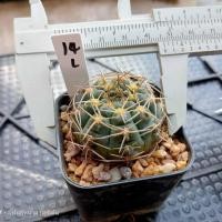 ราคา หนามโหด หนามแปลก ไม้สะสม คัดพิเศษ ไม้เมล็ด ต้นกระบองเพชร ต้นแคคตัส แคคตัส กระบองเพชร (19838357798)