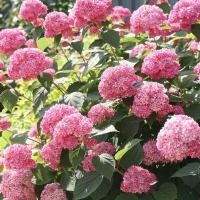 ราคา 20 เมล็ด เมล็ดไฮเดรนเยีย Hydrangea Seeds ดอกไม้ที่สื่อถึงความเข้าใจ ความซื่อสัตย์ สายพันธุ์ Spirit (21085966742)