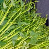 ราคา ผักบุ้งแก้ว ผักบุ้งเย็นตาโฟ ถูกที่สุด 6บ เมล็ดพันธุ์ผักบุ้งเย็นตาโฟ100 เมล็ด ปลูกง่าย ขึ้นไว ใบดก (19104259760)