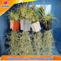 ราคา ทิลแลนเซีย เคราฤาษี หนวดฤาษี ในกระถางสีพลาสติก ไม้ประดับบ้าน ไม้ฟอกอากาศ ดูดความชื้น สวยๆ (17738051533)