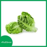 ราคา ผักสลัด 100 300 เมล็ด เมล็ดผักสลัด เมล็ดพันธุ์ผักสลัด ไฮโดรโปนิกส์ homes (6765400950)