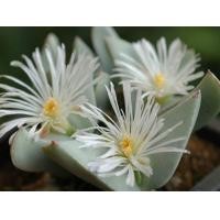 ราคา 15 เมล็ด โคโนไฟตัม กระบองเพชร ไม้อวบน้ำ กุหลาบหิน แคคตัส Conophytum Castus สายพันธุ์ herreanthus (20558063897)