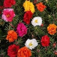 ราคา เมล็ดพันธุ์ แพรเซี่ยงไฮ้ กุหลาบ เซี่ยงไฮ้ Moss Rose Seeds ดอกใหญ่ นำเข้าจากต่างประเทศ พร้อมคู่มือ 5 เมล็ด (12121067421)