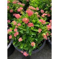 ราคา ต้นโป๊ยเซียนแคระ Euphorbia milii Des Moul กระถาง 8 นิ้ว ดอกสึชมพูจิ๋วเต๋มต้น เป็นไม้มงคล ช่วยเสริมฮวงจุ้ย เสริมบารมีความร่ารวย ออกดอกเป็นช่อ เป็นไม้เสี่ยงทายคือ ถ้าผู้ใดปลูกต้นโป๊ยเซียนออกดอกได้ 8 ดอก