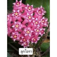ราคา โฮย่าลูกไอรา Hoya ต้นโฮย่า Asclepiadaceae ป่าเวียตนาม h sp haiphong clone ดอกสีชมพู มงกุฏเจ้าหญิง มีกลิ่นหอม ออกดอกตลอดทั้งปี เป็นไม้เลื่อย จัดส่งในกระถาง 4 นิ้ว ต้นไม้ที่เป็นสัญลักษณ์ของความรัก โฮย่า