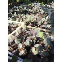 ราคา ต้นพันธุ์กะหล่ำปลีม่วง Red cabbage ถุงดำ 39 บาท (11420446920)