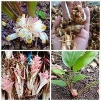 ราคา 3เหง้า ชุด ว่านมหาอุดม ว่านไทย อยู่ในจำพวกเดียวกับว่านดอกทอง (9107937337)