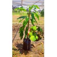 ราคา ต้นมะม่วงเบา กิ่งพันมะม่วงเบามะม่วงทวาย ต้นเตี้ย กิ่งเสียบยอด ปลูก5 6เดือนได้ผลผลิตขนาด60 70ซมจำหน่ายเป็นชุด2ต้น (18903911704)