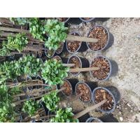 ราคา ต้นช้อนเงินช้อนทอง มีชื่อทางวิทยาศาสตร์ว่า Ficus Microcarpa Green Island ต้นช้อนเงินช้อนทองมีแหล่งกำเนิดอยู่ในทวีปเอเต้นช้อนทอง ต้นสูง 60 ซม จ (18045648479)