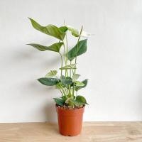 ราคา หน้าวัวแคระ มาพร้อมกระถาง (17297966193)