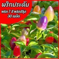 ราคา เมล็ดพริกประดับ 30เมล็ด พริก เมล็ดพริก7สี พริกสีรุ้ง Ornamental Pepper homes (4385206401)