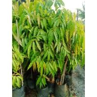 ราคา ต้นอโศกอินเดีย หรือ ต้นอโศกเซนต์คาเบรียล ไม้มงคลที่ช่วยให้ปราศจากความทุกข์โศก ทรงพุ่ม นิยมปลูกเป็นไม้ประดับและเป็นร่มเงา (18752988331)