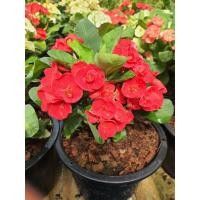 ราคา ต้นโป๊ยเซียนดอกสีแดง สด จัดส่งพร้อมกระถาง8นิ้ว โป๊ยเซียนชอบแดด เลี้ยงง่าย (17355672806)