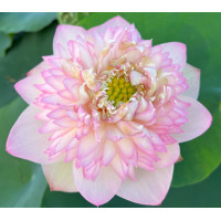 ราคา 5 เมล็ดพันธุ์ บัว สายพันธุ์ PRETTY BOYS AND GIRLS LOTUS สีชมพู เพาะปลูกและเก็บเมล็ดในไทย ขยายพันธุ์ในไทยได้ สายพันธุ์นิยมปลูกในอเมริกา (19105278566)