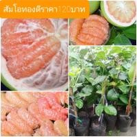 ราคา ส้มโอทองดี เป็นส้มโออีกพันธุ์หนึ่ง ที่มีคนรับประทานมาก ด้วยรสชาติที่หวานถูกปาก เนื้อกุ้งฉ่ำน้ำ แต่ไม่เละ ลักษณะของส้มโอทองดี ผลจะใหญ่ (15769221636)