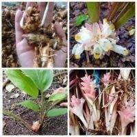 ราคา 3เหง้า ชุด ว่านมหาอุดม อยู่ในจำพวกเดียวกับว่านดอกทอง (9107820419)