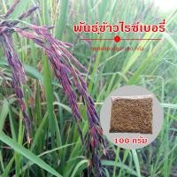 ราคา hot sale พันธุ์ข้าวไรซ์เบอร์รี่ 100 กรัม (15834876411)