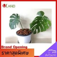 ราคา Uland มอนสเตอร่าไทยคอน monstera thai constellation ต้นไม้ด่าง ต้นไม้ฟอกอากาศ ต้นไม้สวยงาม ประดับตกแต่งสวยงาม (8028842337)
