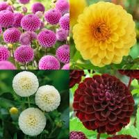 ราคา 1 เหง้า ชุุด รักเร่ Dahlia Bulb สายพันธุ์ Boom Boom หัวรักเร่ ดอกไม้ ดอกรักเร่ เหง้า นำเข้า ยุโรป หัวสดใหม่ ผ่านการแช่เย็นแล้ว (8668411712)