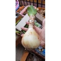 ราคา 2หัว ชุด ว่านเศรษฐีนําโชค ไม้มงคลเสี่ยงโชค เมตตามหานิยม ว่านแห่งโชคลาภที่ทำให้ผู้คนนับถือ และนำโชคลาภเงินทองมาให้ผู้ปลูก (20986297676)