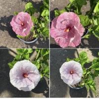 ราคา ต้นชบา สีม่วงอมชมพู แฟนชีดอกใหญ่ Hibiscus ชบาเปลี่ยนสี ชบาสองสี ชบาแฟนซี Robertas Giant Rainbow Hibiscus กลีบดอกสีสันสวยโดดเด่น ดอกชบานอก ต้นสูง 55 65 ซม จัดส่งพร้อมกระถาง 10 นิ้ว ต้นแข็งแรง รากเยอะ เ