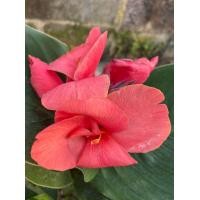 ราคา เฮลิโคเนีย Heliconia สีชมพูเข้ม ไม้มงคลสวยงาม พุทธรักษาแคระ สีชมพูเข้ม ลำต้นแข็งแรง จัดส่งพร้อมกระถาง 4 นิ้ว (7866623810)