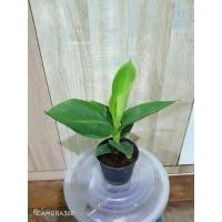ราคา ต้นกล้วยแคระ กล้วยแคระมงคล หรือ Plantlover ต้นไม้มงคล ต้นไม้ขนาดเล็ก ปลูกใส่กระถางลำต้นสูงเต็มที่1เม (7614912979)