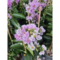 ราคา ต้นม่วงสาหรี ม่วงส่าหรี จากลักษณะดอกตั้งแต่ ดอกตูมไปจนถึงดอกที่บานแล้ว จะดูเหมือนดอก ยี่เข่ง ผสมกับดอก ตะแบกดอกม่วง แต่สีของดอกจะเข้มกว่า (16035546126)