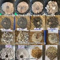 ราคา หินเกร็ดขาว 1กิโลกรัม หินกรวดหินจัดสวน โรงกระถาง ใส่ตู้ปลา พร้อมส่งจากไทย (10614281899)