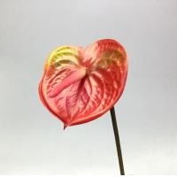 ราคา ดอกหน้าวัว ยาว63cm ดอกไม้ประดิษฐ์เกรดพรีเมี่ยม Artificial anthurium (12971586356)