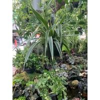 ราคา ต้นว่าน เศรษฐีเรือนใน ว่าน Spider Plant ต้นแมงมุม หรือ Airplane Plant ต้นเครื่องบิน กระถาง 8 นิ้ว เป็นว่านเสริมโชค เสริมลาภ ช่วยเรียกเงินเรียกทอง เรียกโชคเรียกลาภ เสริมบุญวาสนาการทำมาค้าขายเจริญรุ่งเร