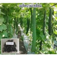 ราคา เมล็ดพันธุ์ บวบ บวบเหลี่ยม บวบยาว 40 เมล็ด 10 แถม 1 คละได้ (20767820878)
