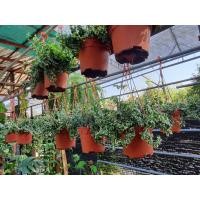 ราคา ต้นตีนตุ๊กแกด่าง ในกระถางแขน 8นิ้ว ไม้ประดับต้นตีนตุ๊กแกนั้นเป็นไม้เลื้อยเกาะที่สามารถเลื้อยเกาะขึ้นเพื่อเติบโตตามผนังได้ ซึ่งอยู่ในวงศ์ Moraceae ซึ่งถ้าเป็นแต่ก่อนนั้นต้นตีนตุ๊กแกยังไม่ (17679086419)