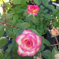 ราคา 12 Climber Roses Seeds เมล็ดกุหลาบ ต้นไม้ประดับบ้าน กุหลาบเลื้อย สายพันธุ์ Seduction ดอกสีชมพู (20648716878)