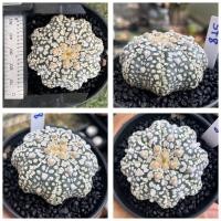ราคา แอสโตรไฟตัม ฮานะโซโนะ มิราเคิ้ล Miracle Hanazono Astrophytum กระบองเพชร แคคตัส Cactus (20657323195)