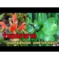 ราคา 3หัว ชุด ว่านมหาลาภ นกวักนางพญาหงสาวดี Amaryllidaceae ไม้มงคลเสี่ยงโชค เมตตามหานิยม (21008438567)