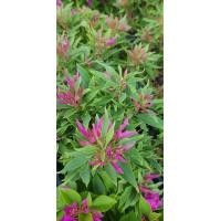 ราคา ต้นเฟื่องฟ้าแคระ เฟื่องฟ้า Bougainvillea เฟื่องฟ้าสาวิตรี ดอกเรียวยาว สีชมพูบานเย็น สายพันธุ์หายาก เหมาะสำหรับ บอนไซ จัดส่งพร้อมกระถาง 6 นิ้ว ลำต้นสูง 25 30 ซม (21008830194)