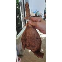 ราคา Phyllanthus Mirabilis หัวหน่อ ต้น มะยมเงิน มะยมทอง ไม้โขดมงคลประจำบ้านที่ช่วยเสริมฮวงจุ้ย เรียกทรัพย์ ขนาด 500 กรัม (8669005439)
