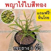 ราคา แถมฟรี หินโรย พญาไร้ใบสีทอง พร้อมกระถาง 6 นิ้ว ต้นไม้มงคล ต้นไม้ประดับ Euphobia Tirucalli ต้นเขากวาง ต้นไม้ฟอกอากาศ (12189579459)