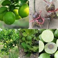 ราคา ขายกิ่งพันธุ์ต้นพันธุ์มะนาวแป้นทูลเกล้าตาฮิติกิ่งต้นละ 95 บาทปลูกง่ายโตเร็วต้นพันธุ์กิ่งพันธุ์ 60 ถึง 80 cm รับประกันสายพันธุ์แท้เปลือกบางน้ำเยอะไร้เมล็ดครับปลูกง่ายโตเร็วเปลือกบางน้ำเยอะลูกใหญ่สนใจส 