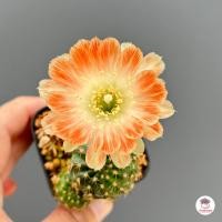 ราคา โลบิเวีย Lobivia แคคตัส กระบองเพชร cactus succulent (20657626707)