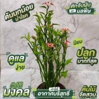 ราคา ต้นนกน้อยนำโชค ไม้มงคล ออกดอกคล้ายตัวนกน้อย 1 ต้น (11449910149)