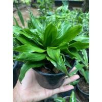 ราคา ต้นดอกวาสนาเก้าชั้น จักส่งกระถาง3 ต้นไม้มงคล ปลูกเป็นมงคลที่บ้าน (9459428563)