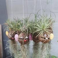 ราคา ต้นทิลแลนเซีย เคราฤาษี รูปปลา (17295573851)