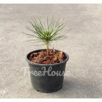 ราคา สนดำญี่ปุ่น กระถาง 6 นิ้ว apanese black pine pot6 (20715538637)